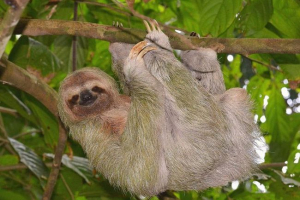 Livents: zdjęcia niesamowicie wolnej bestii